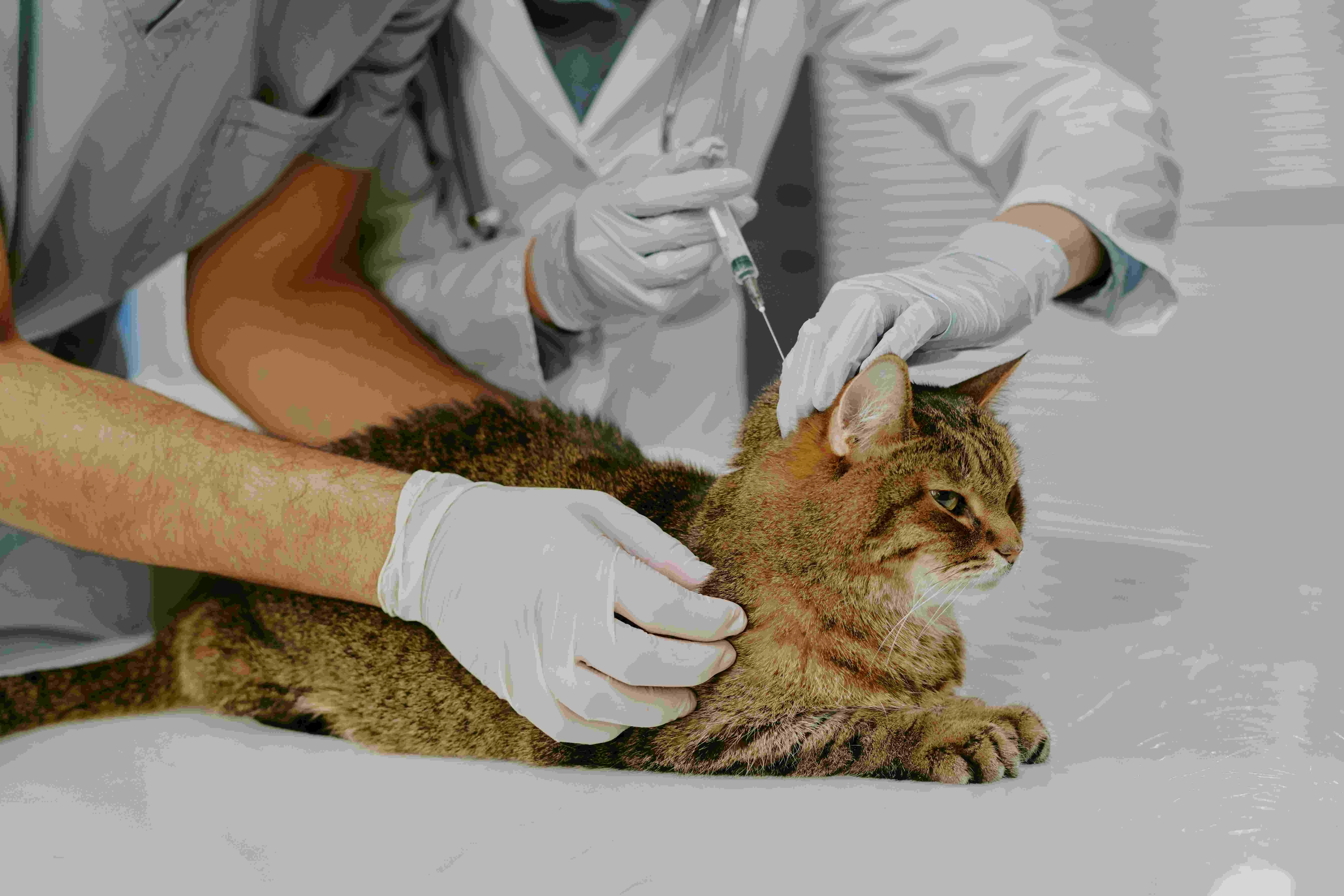 service image