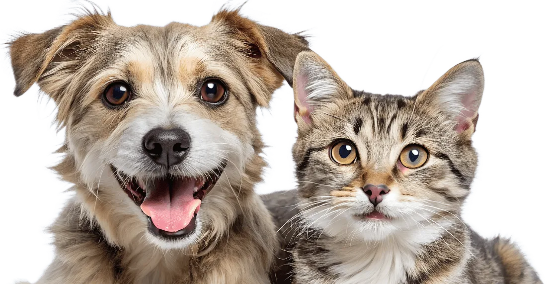 cat and dog image
